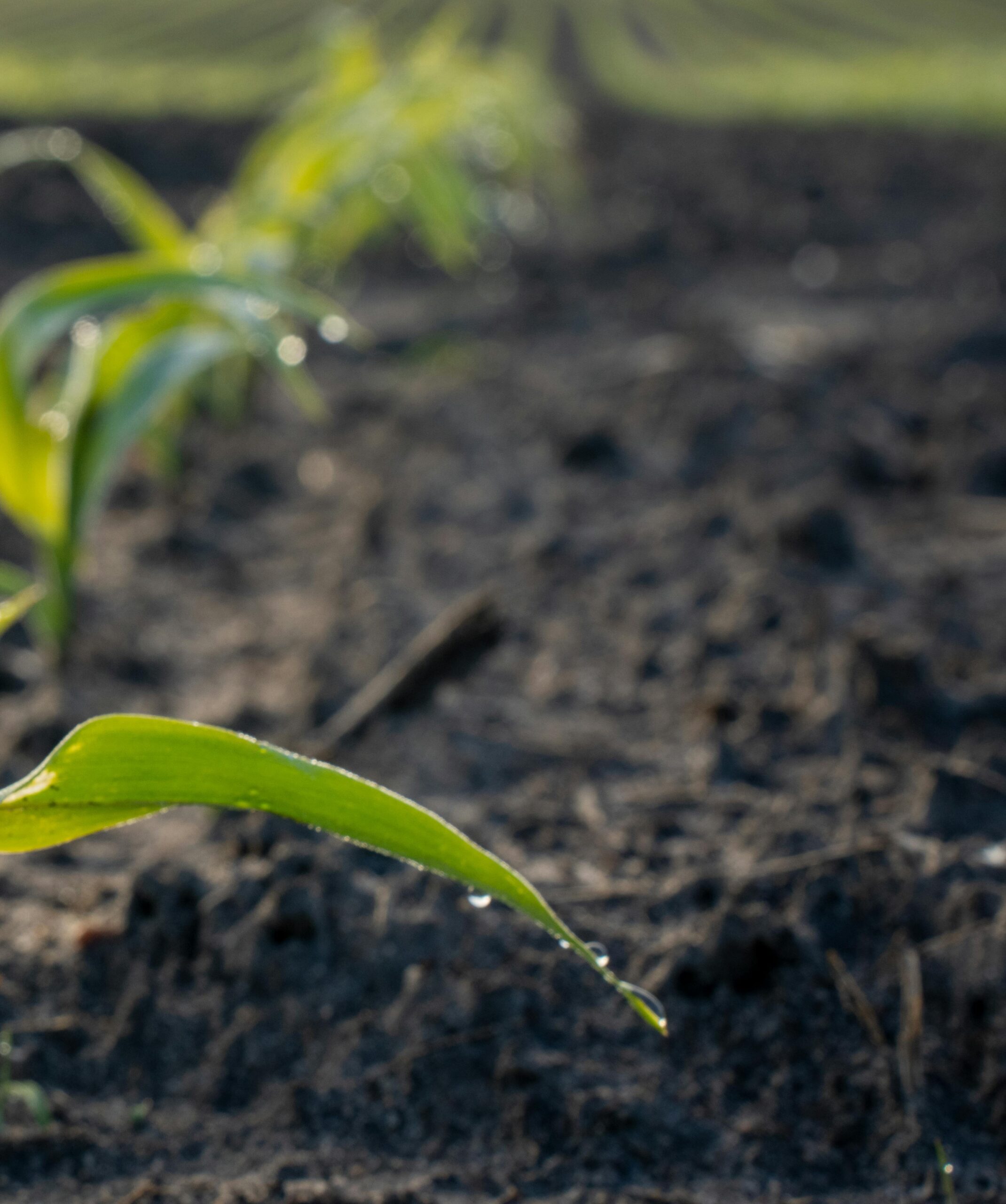 David at Uriah’s grave